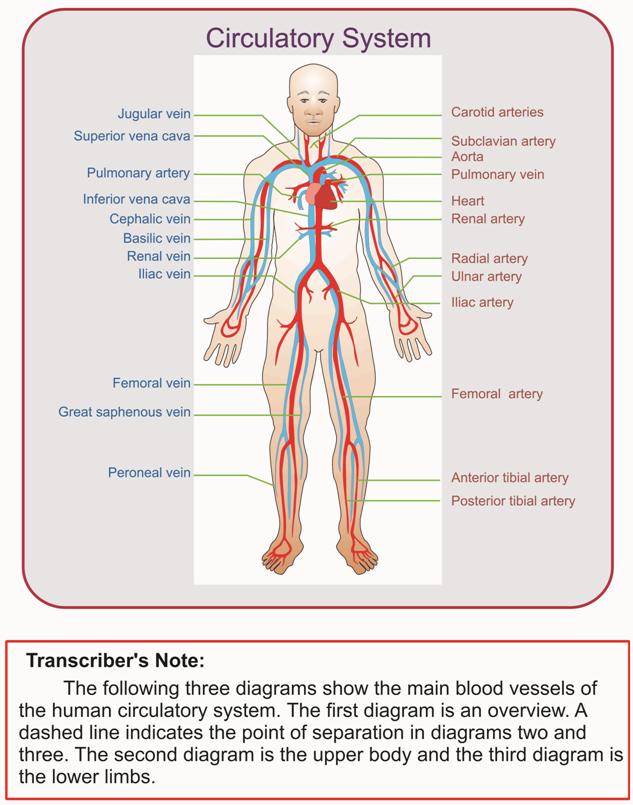 Image: Circulatory system and transcribers note