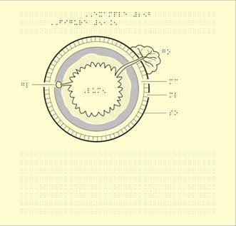 Image: Gastrointestinal Tract simbraille and tactile graphic part 3