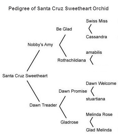 Pedigree chart of orchids