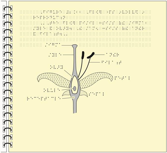 Image: Parts of a flower as a tactile graphic with simbraille