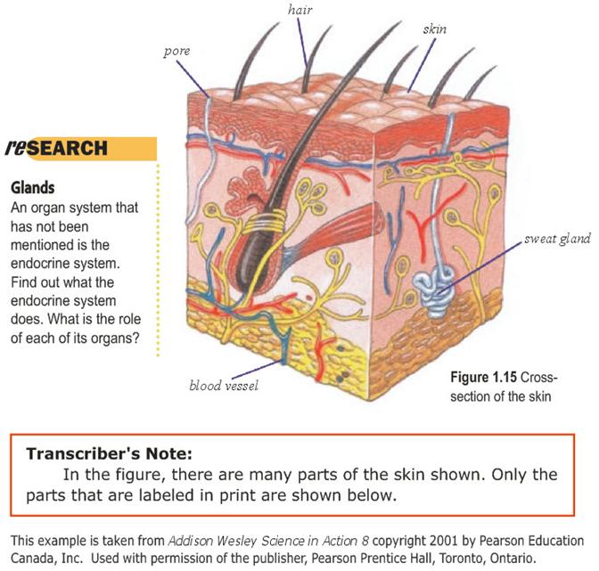 Image: Cross-section of skin