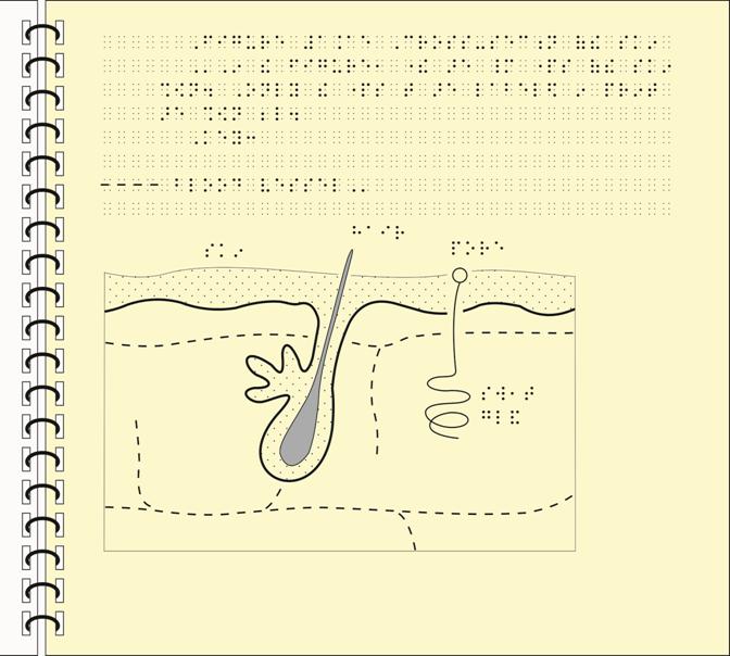 Image: Cross-section of skin as tactile graphic with simbraille