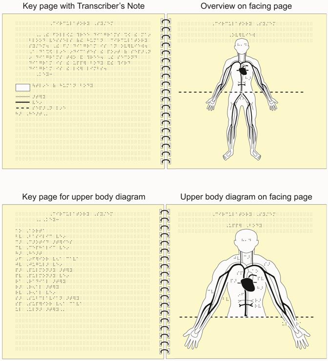 Image: Circulatory system tactile graphic with simbraille