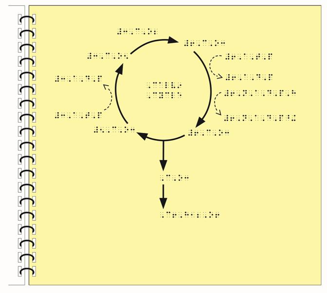 Image: Calvin Cycle tactile graphic with simbraille