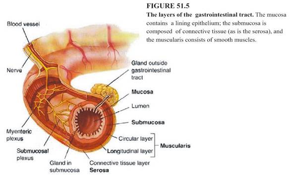 Image: Gastrointestinal Tract