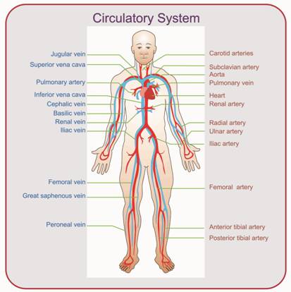 Image: Circulatory System